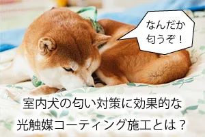 室内犬の匂い対策に効果的な光触媒コーティング施工とは?
