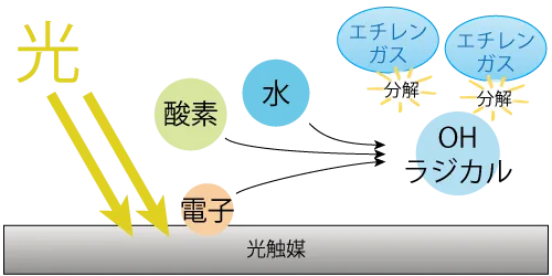 光触媒によるエチレンガス分解メカニズム