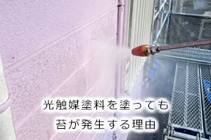 光触媒塗料を塗っても苔が発生する理由