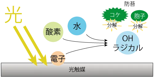 光触媒による苔防止のメカニズム