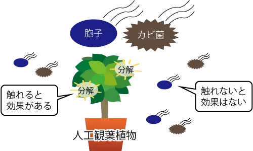 光触媒が活性化している人工観葉植物にカビや胞子が触れると分解される