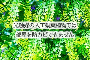 光触媒の人工観葉植物では部屋を防カビできません