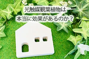 光触媒観葉植物は本当に効果があるのか？