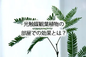 光触媒観葉植物の部屋での効果とは？