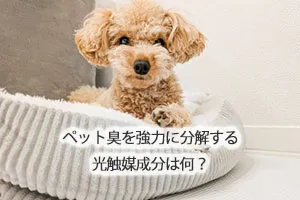 ペット臭を強力に分解する光触媒成分は何？