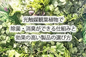 光触媒観葉植物で除菌・消臭ができる仕組みと効果の高い製品の選び方