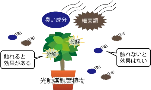 光触媒観葉植物に細菌類や臭い成分が触れないと効果が無い