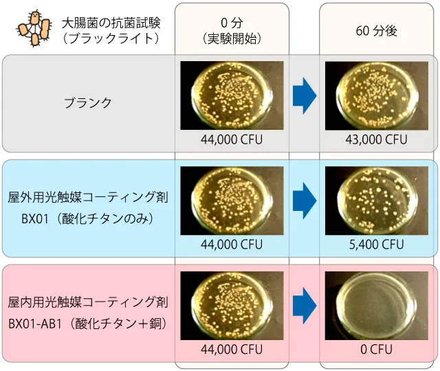 屋外用光触媒コーティング剤（BX01）と酸化チタンに銅を添加した屋内用光触媒コーティング剤（BX01-AB1）の大腸菌抗菌試験（ブラックライト）比較