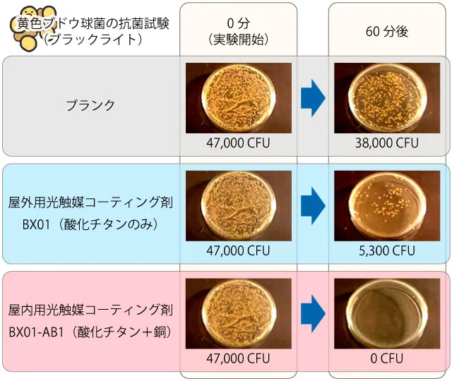 屋外用光触媒コーティング剤（BX01）と酸化チタンに銅を添加した屋内用光触媒コーティング剤（BX01-AB1）の黄色ブドウ球菌抗菌試験（ブラックライト）比較