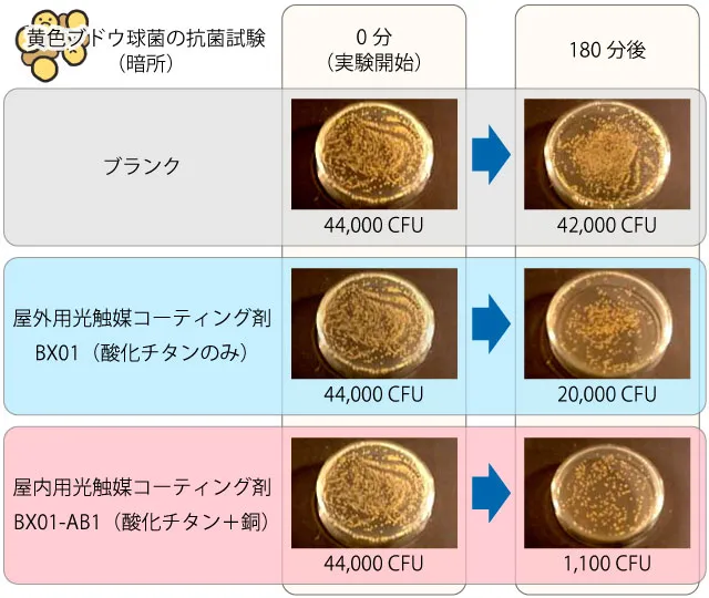 屋外用光触媒コーティング剤（BX01）と酸化チタンに銅を添加した屋内用光触媒コーティング剤（BX01-AB1）の黄色ブドウ球菌抗菌試験（暗所）比較