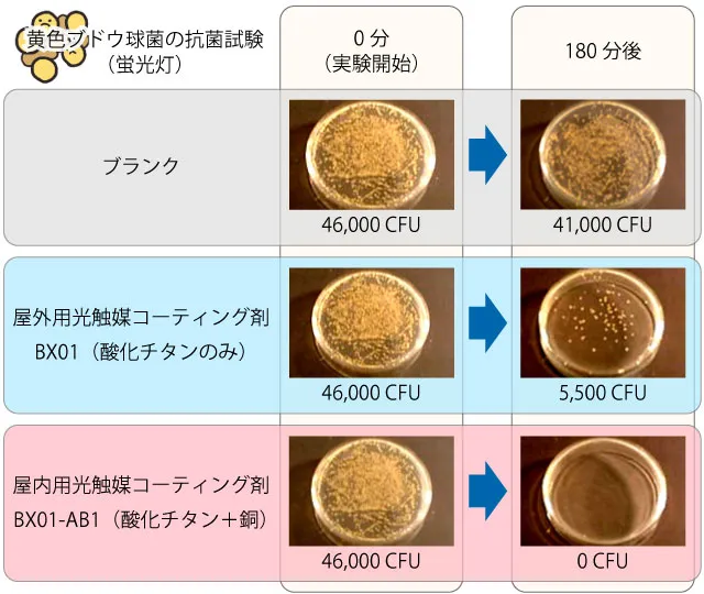 屋外用光触媒コーティング剤（BX01）と酸化チタンに銅を添加した屋内用光触媒コーティング剤（BX01-AB1）の黄色ブドウ球菌抗菌試験（蛍光灯）比較