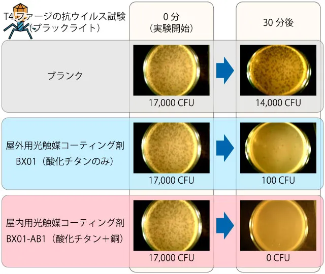 屋外用光触媒コーティング剤（BX01）と酸化チタンに銅を添加した屋内用光触媒コーティング剤（BX01-AB1）のT4ファージ抗ウイルス試験（ブラックライト）比較